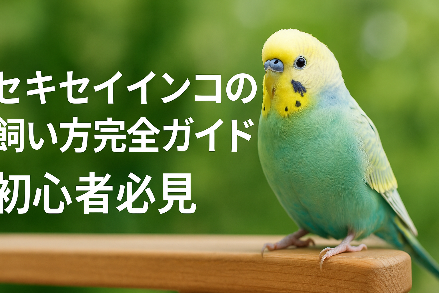セキセイインコの飼い方完全ガイド｜初心者必見
