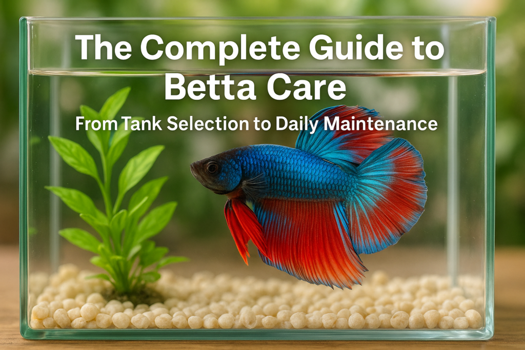 ベタの飼い方完全ガイド｜水槽選びから日常管理まで