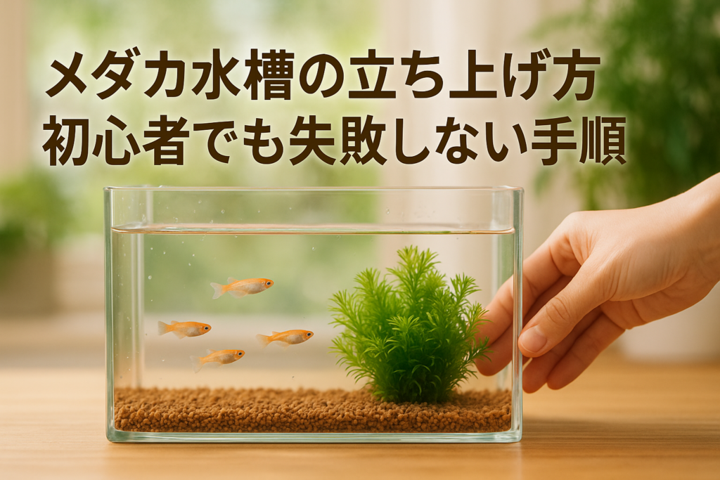 メダカ水槽の立ち上げ方｜初心者でも失敗しない手順