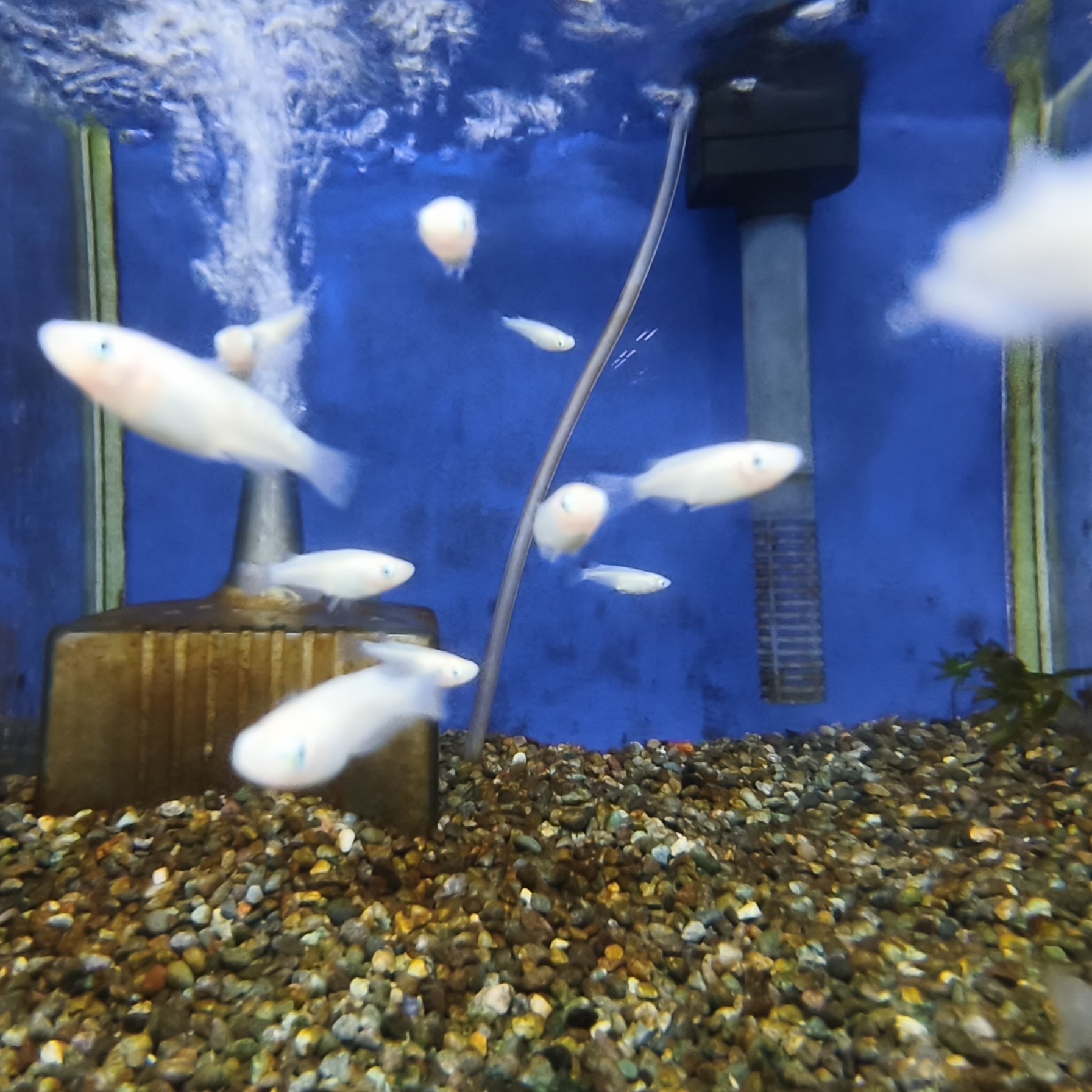 実際にメダカを飼育している水槽